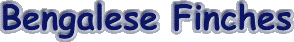bengalese.gif (2989 bytes)