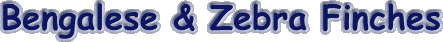 bz.gif (4273 bytes)