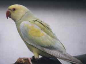 taylor1.jpg (4411 bytes)