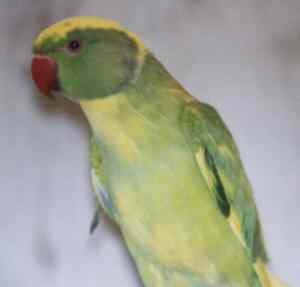 taylor2.jpg (4405 bytes)