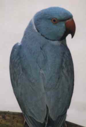 taylor3.jpg (6649 bytes)