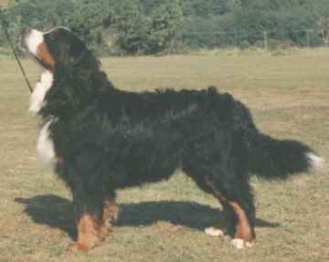 Bari.jpg (8734 bytes)