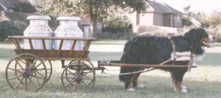 Cart.jpg (10125 bytes)