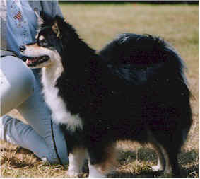 echoscos.jpg (24552 bytes)