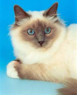 grantbirmanblue.jpg (7609 bytes)