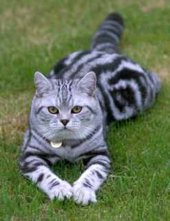 pineapple1.jpg (10096 bytes)