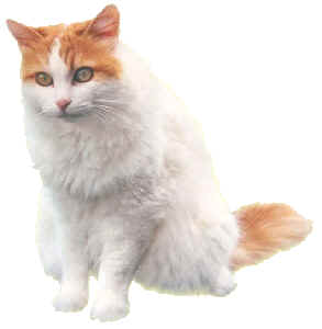 wpe6DE.jpg (6396 bytes)