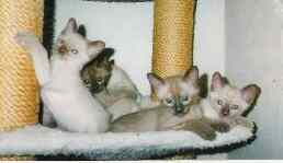 Latest Litter.jpg (4901 bytes)