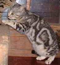 cloud.jpg (7481 bytes)