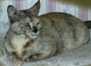 dorisandalan05.jpg (10121 bytes)