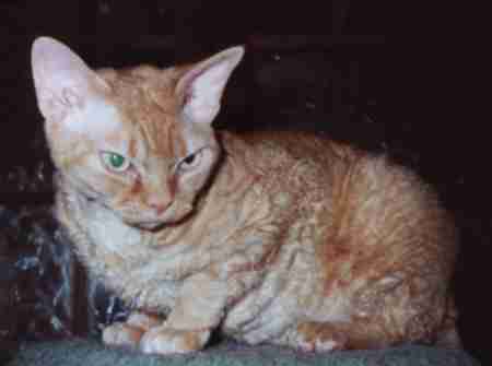 edmond.jpg (7523 bytes)