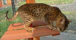 harvey.jpg (8747 bytes)