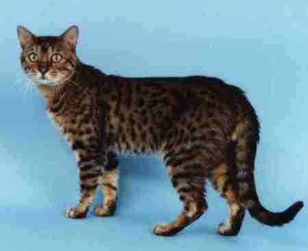 irvine.jpg (15689 bytes)