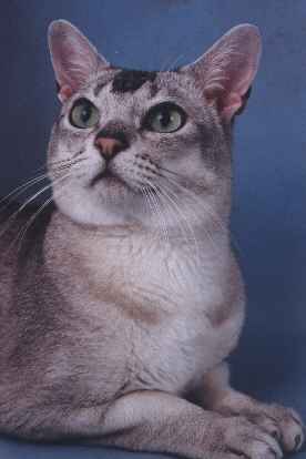 mar04roulasians09.jpg (9698 bytes)