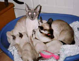 nadamaliwanwithkittens.jpg (10452 bytes)