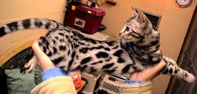 silverbydesignhold.jpg (9383 bytes)