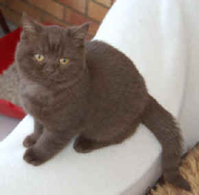 24th May 2008 Kittens 007.jpg (10318 bytes)