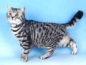 299.jpg Petra 1.4.00.jpg (9920 bytes)