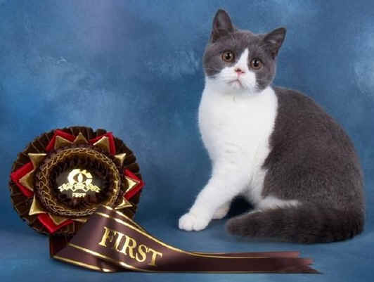 41236026_large.jpg (47897 bytes)