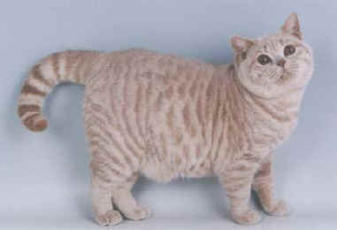 Basil01.jpg (9595 bytes)