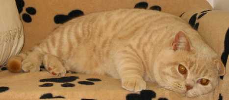 Basil12.jpg (9717 bytes)