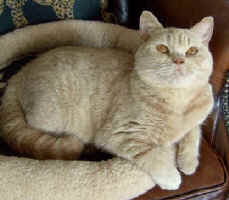 Beautiful Magic.jpg (14816 bytes)