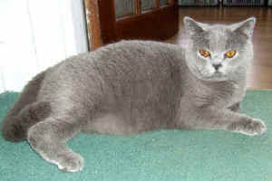 Becky relaxing.jpg (13706 bytes)