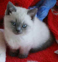 Blue colourpint.jpg (13581 bytes)