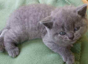 Blue kitten 001.jpg (17918 bytes)