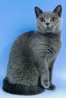 CCE00000a.jpg (8366 bytes)