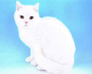 CCE00000.jpg (5255 bytes)