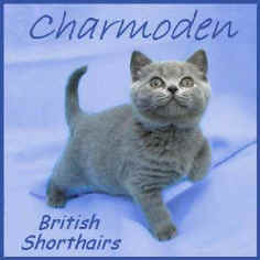 CharmbigYB.jpg (14268 bytes)