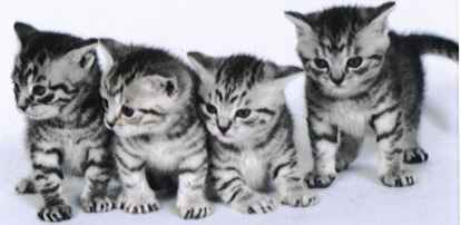 Chloe`s kittens April 05.jpg (10084 bytes)