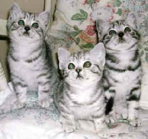 DSCN0672#002.jpg (16888 bytes)