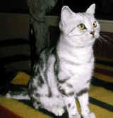 DSCN0718#001.jpg (9691 bytes)