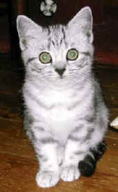 DSCN0769#001.jpg (9603 bytes)