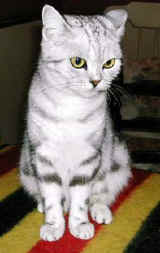 DSCN0775#001.jpg (14675 bytes)