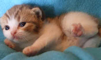 Dora's kittens 012.jpg (15778 bytes)