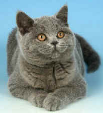 GNOME710274008 copy.jpg (16353 bytes)