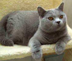 Gorgeous Becky.jpg (13549 bytes)