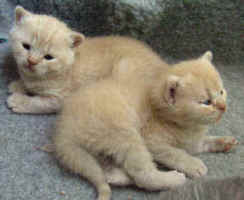 Gorgeous pale cream boys.jpg (12099 bytes)