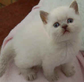 Hannibal # 2 12-07-2008 003.jpg (8789 bytes)