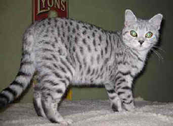 IMG_0043.jpg (10482 bytes)