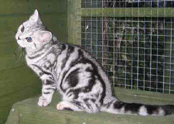 IMG_0218.jpg (14197 bytes)