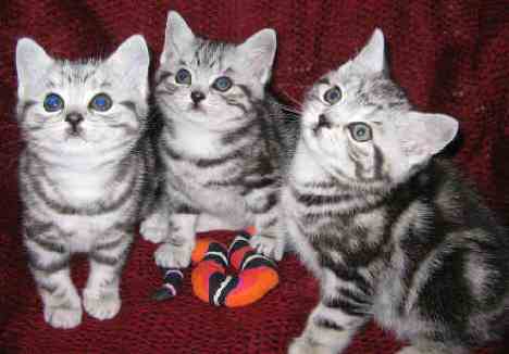 IMG_1073.jpg (15626 bytes)