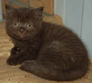 KITTENS 09.12.2007 069.jpg (9980 bytes)