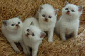 KITTENS 12-07-2008 036.jpg (12208 bytes)