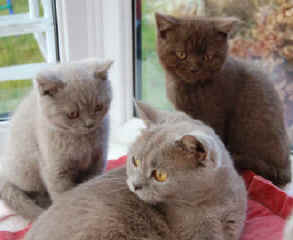 KITTENS JAN 2008 017.jpg (13147 bytes)