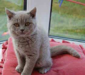 KITTENS JAN 2008 020.jpg (12630 bytes)