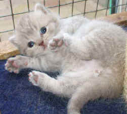 Kitties in the garden 006.jpg (18649 bytes)